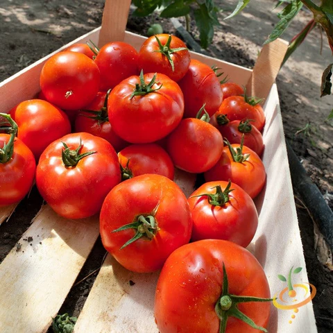 tomato-homestead