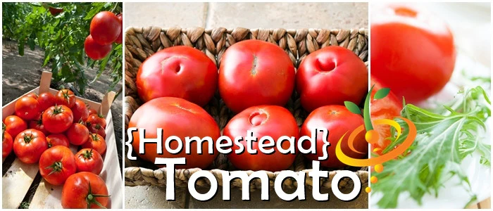 tomato-homestead